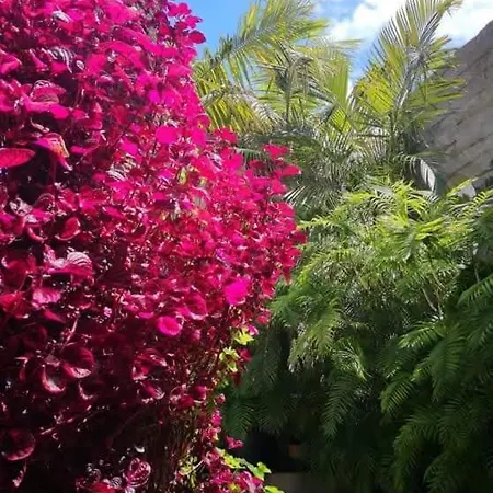 Pitta Porto Santo Island