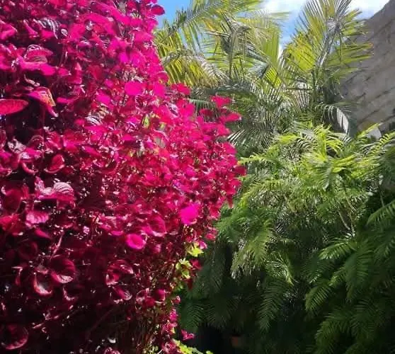 Pitta Porto Santo Island